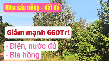 Vườn sầu riêng đẹp giá rẻ, đất đỏ bazan trồng sầu riêng, cà phê, đầu tư bất động sản đất rẫy