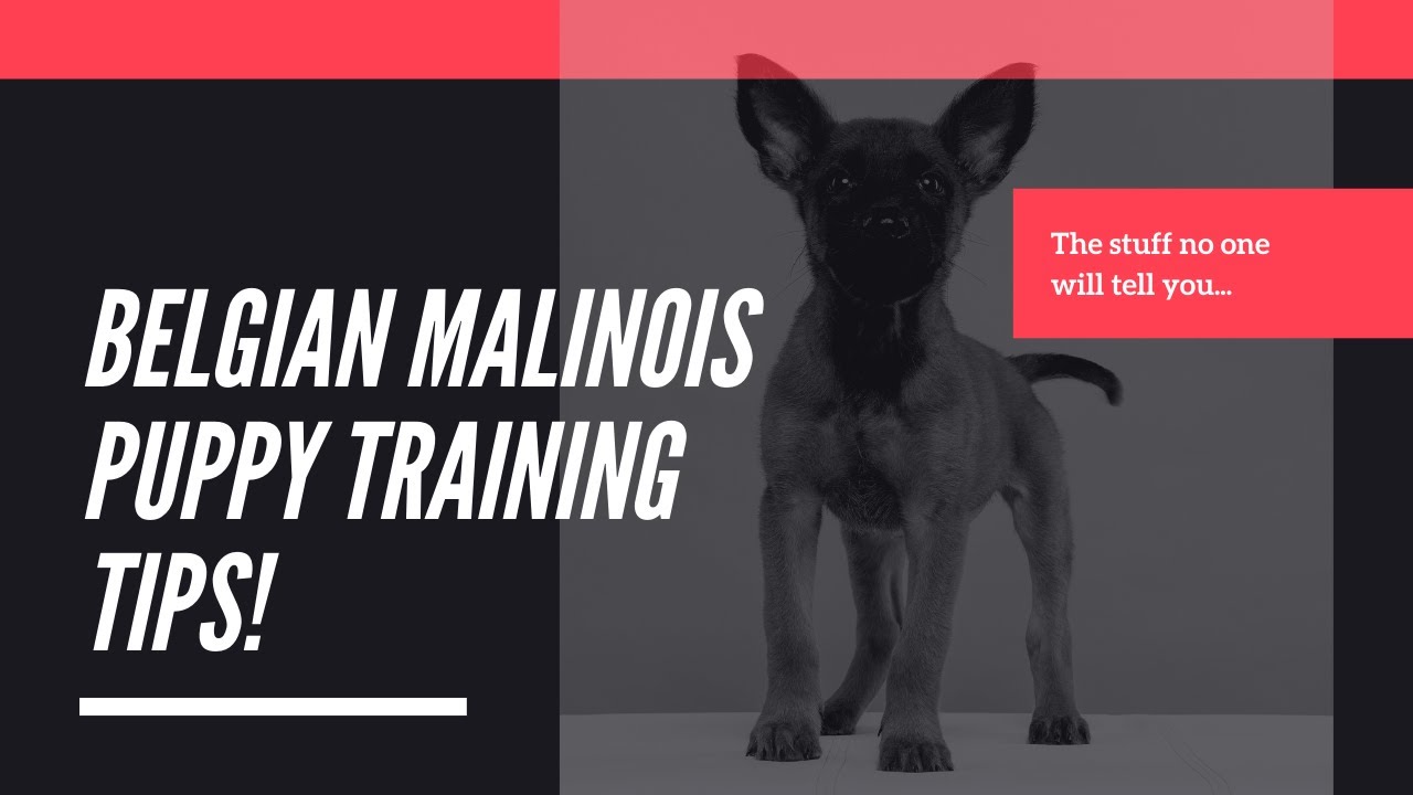 Belgian Malinois puppy training tips - YouTube