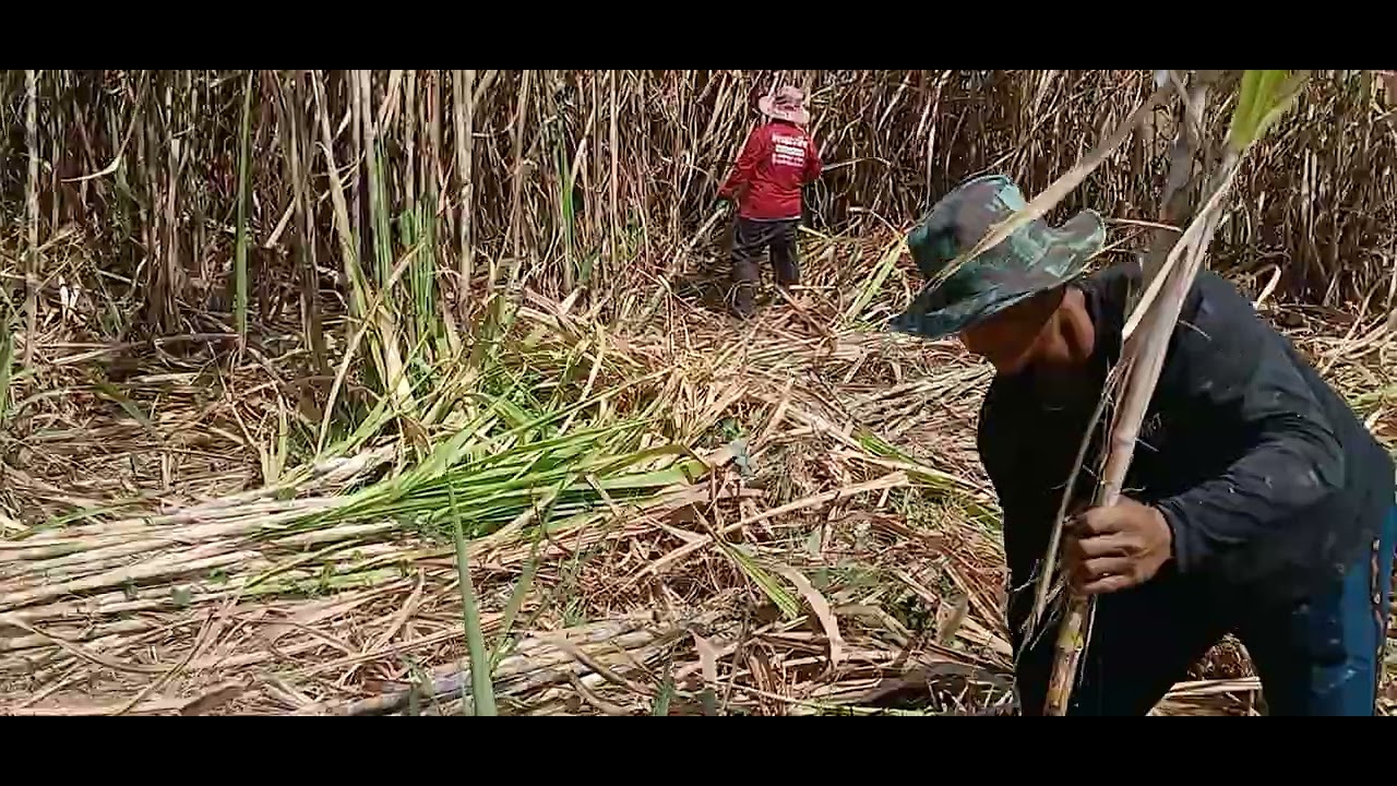 ลูกชายเสื่อเหลื่ยมตัดอ้อยถ่าพ่อ