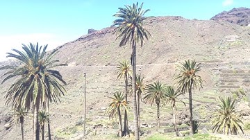 Palm tree climbing . Canary Islands