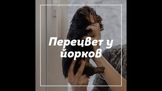 Перецвет у йорков / йоркширского терьера