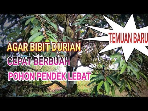 Video: Impian Seorang Tukang Kebun, Pembibitan Untuk Tanaman Buah Dan Beri