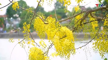 Những địa điểm check in lý tưởng cùng mùa hoa tháng 6 | PTTH Thanh Hóa