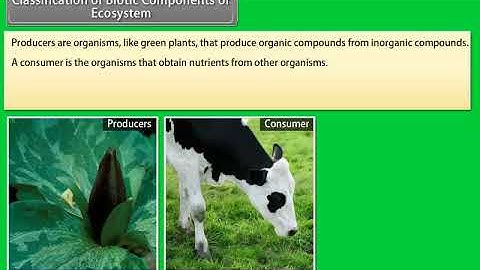 Classification of Biotic Components of Ecosystem