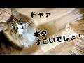 一時的な脱走対策をしたが…天才アスリート猫が挑む【元野良猫まるとら＆ぽこまる】
