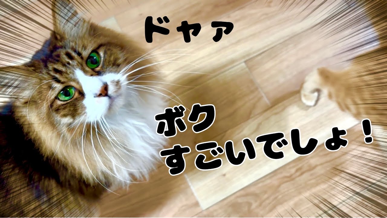 一時的な脱走対策をしたが…天才アスリート猫が挑む【元野良猫まるとら＆ぽこまる】