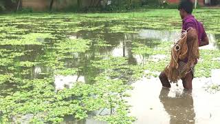 Amazing Net Fishing Video ll Big Shol fish Hunting With Cast Net in the Village Rice Field