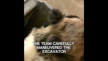Dramatic Bear Rescue: Saved with an Excavator! 🐻🚜 #shorts #bear #animalrescue @usexpress2852