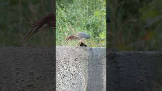 Green Heron Uses Stick as Fishing Lure