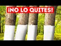 Por qué algunos árboles se pintan de blanco + 11 porqués poco evidentes