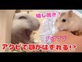 おしゃべりするハムスター、アクビで笑かしてくるハムスターw