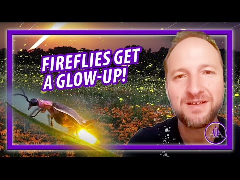 Firefly Photography | Capturing the Lightning Bugs