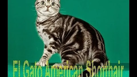 Video 797121: american shorthair, gato american