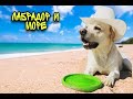 ВЛОГ: С СОБАКОЙ НА МОРЕ. ЛАБРАДОР И МОРЕ // VLOG: WITH A DOG AT THE SEA. LABRADOR RETRIEVER AND SEA