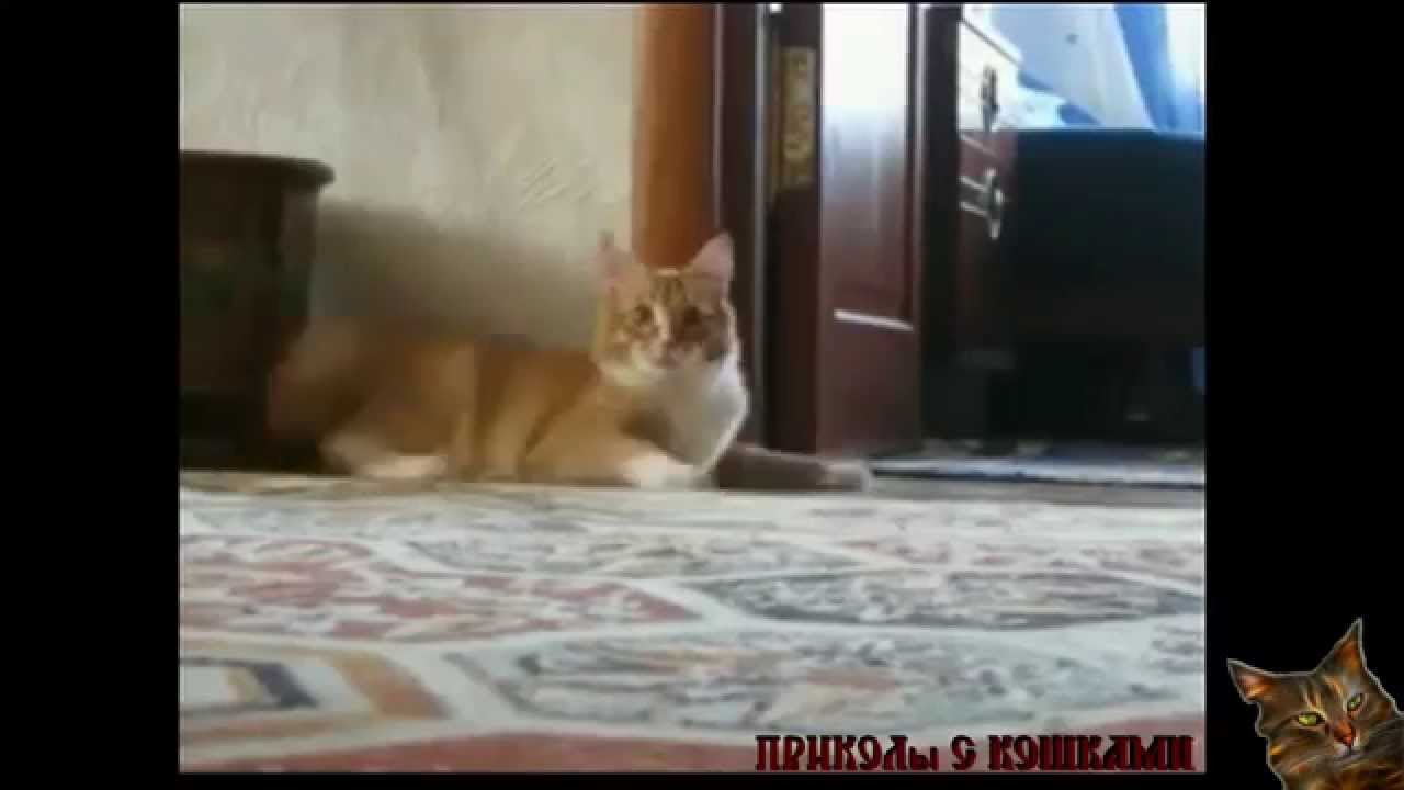 Кот ушел красиво. Кот ушел 2. Кот ушел видео. Кот ушел видео. Ролик про котов мажоров.