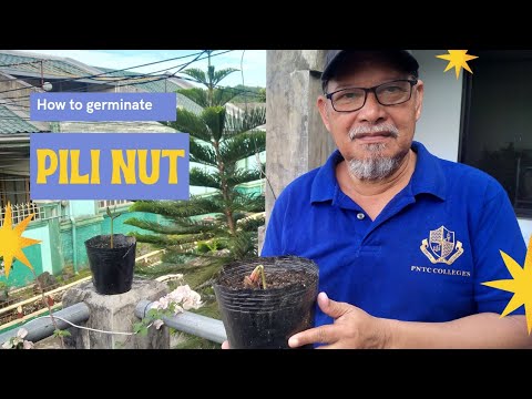 Video: Growing Nuts Sa Zone 7 Gardens - Anong mga Nut Tree ang Tumutubo Sa Zone 7