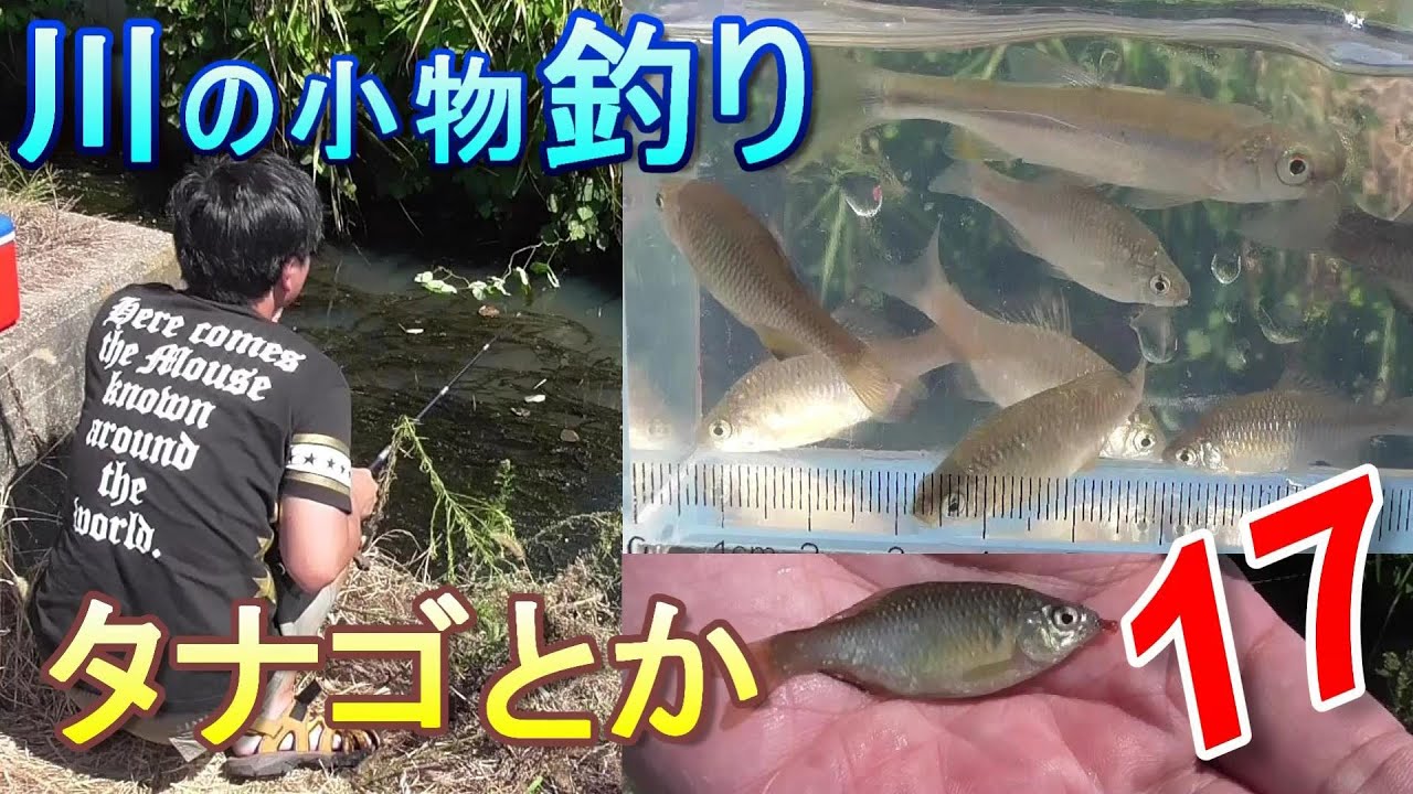 釣り タナゴとか ウキ釣り 川の小物釣り17 アブラボテ カネヒラ タモロコ カワムツ タナゴ 入れ食い 大漁 琵琶湖 淡水魚 Fishing Youtube
