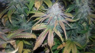 Organic Grow with Foxfarm Ocean Forest & Mars Hydro SP 150 - Harvesting, Trimming, Drying & Curing