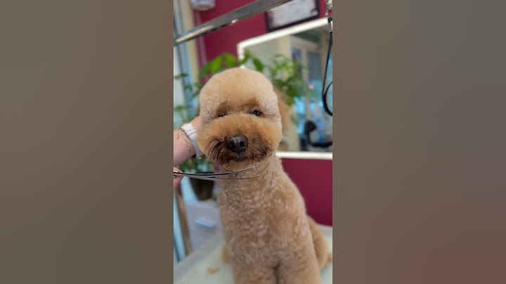 Не е ли СЪВЪРШЕН! ПУДЕЛ мече 🤩🥰
