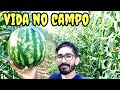 vida no campo com muito trabalho à fartura.🍉🌽