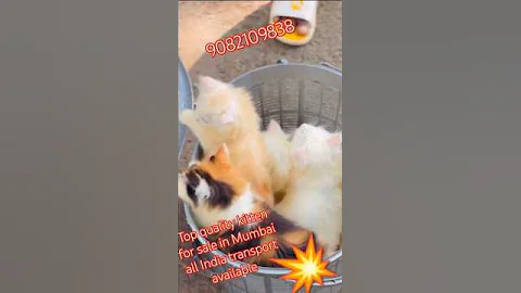 Watch the video about #catlovers 💕💕#cute #viralvideo #trending #shortvideo #ytshorts #cutebaby #animals