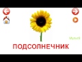 Учебные Карточки для детей #Домана Цветы на канале #Мульт8