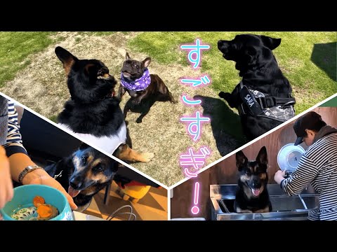 愛犬とドッグランに行ったらカフェもお風呂もあるパラダイスでした!【ドッグカフェメープル】