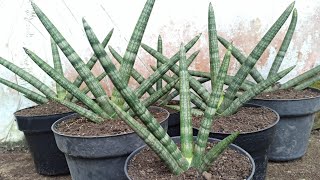 Propagating Snake Plant Cylindrica Boncel by Division