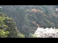 大渡ダムの桜吹雪2019