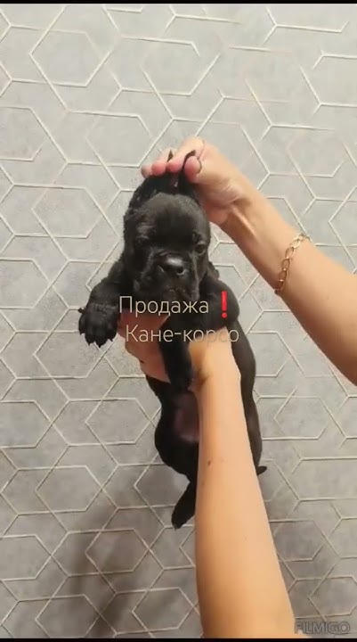 ПРОДАЖА Щенок породы Кане-Корсо. Дата рождения 2 июня 2024г. Девочка ...