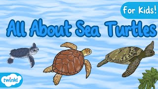 All About Sea Turtles for Kids! | The Life Cycle of a Sea Turtle | Sea Turtle Facts