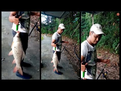 mancing-di-kolam-air-masin-dapat-ikan-rohu