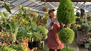 Keeping my LEMON CYPRESS  topiary trimmed