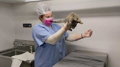 How to Restrain a Cat with a Towel