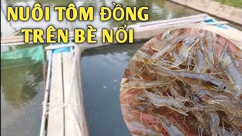 Nuôi tôm đồng trong tráng. bè cần lưu ý gì ? thức ăn của tôm đồng là gì ?