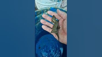 rắn mối cắn có chết không #shortsvideo #lamtiengiang #pets