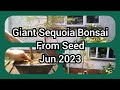 Giant Sequoia Bonsai From Seed June 2023