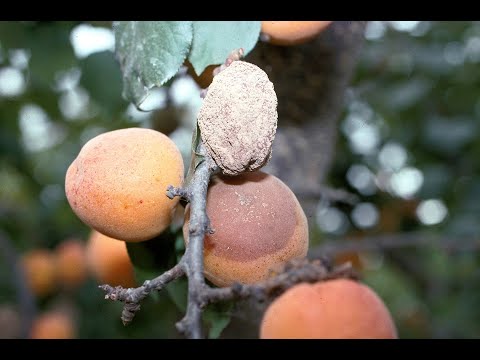 Identifying and Treating Apricot Tree Diseases