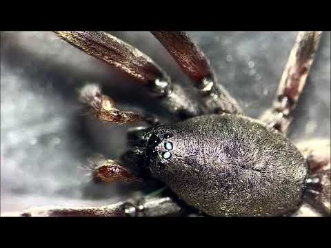 Australian Spiders under the microscope!