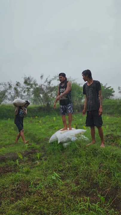 Kehujanan di sawah