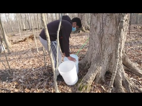 How is maple syrup made?