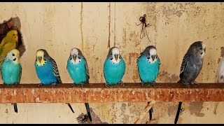 12 Hr Bird Watching of Parakeet Budgies Birds, Reduce Stress of Lonely Quiet Birds