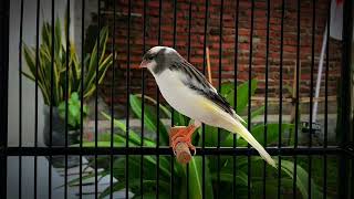 Your Canary Will Sing Immediately‼️The Best  Canary 's Training Song🐦
