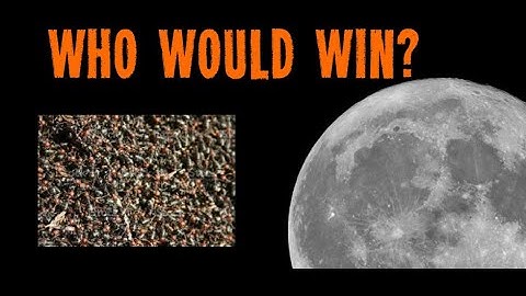 A Minor Ant Infestation - Inscryption: Kaycee