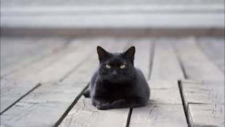 Kara Kediler - Sirokko Demo