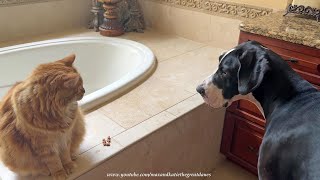 Funny Cat Has Trained Great Dane To Leave His Fish Sticks Treats