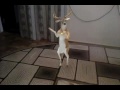 Смешные видео танцующие олени деда мороза