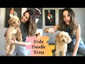 EVDE KÖPEK BAKIMI (Toy Poodle Traşı )