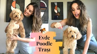 EVDE KÖPEK BAKIMI (Toy Poodle Traşı )