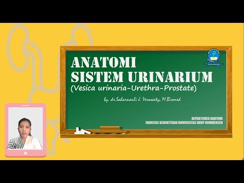 Video: Co je orificium urethrae externum?